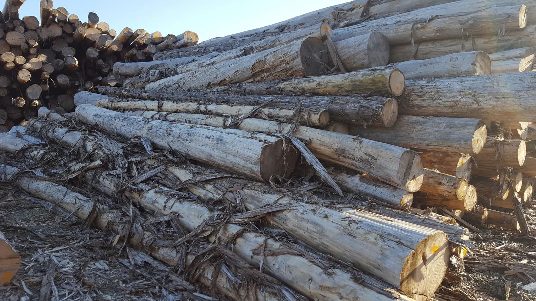 Alaskan yellow cedar logs stacked in a mill yard