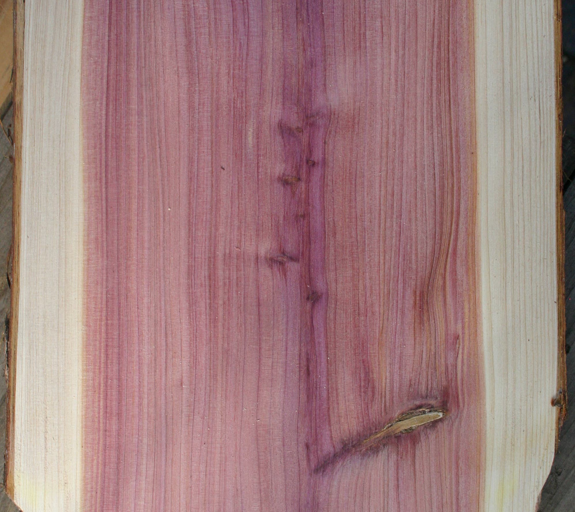 Japanese cedar plank with reddish heartwood and cream-colored sapwood